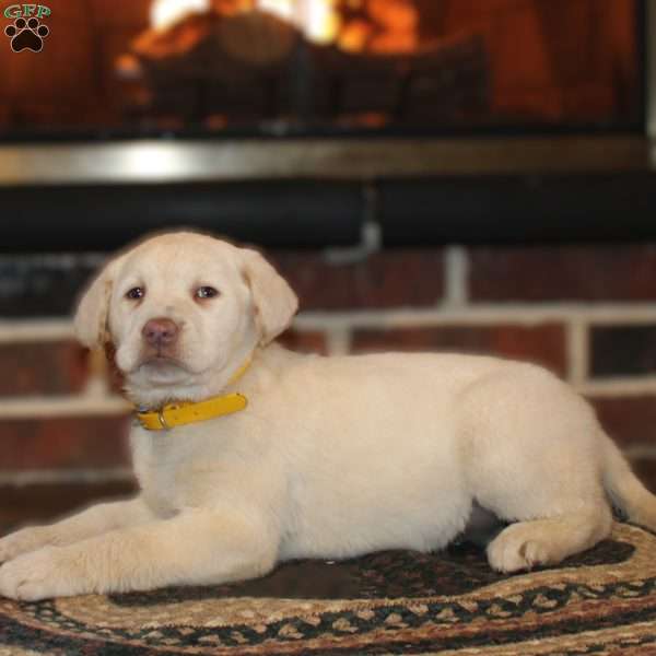 Joy, Yellow Labrador Retriever Puppy